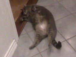 Huskat Felix billede 20