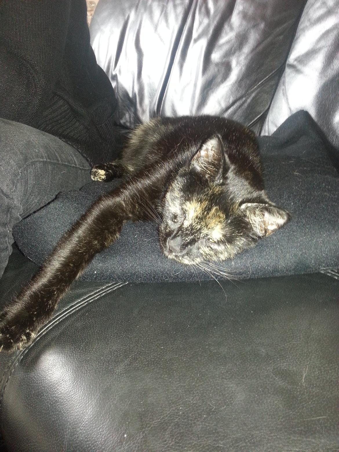 Blanding af racer Lysti billede 7