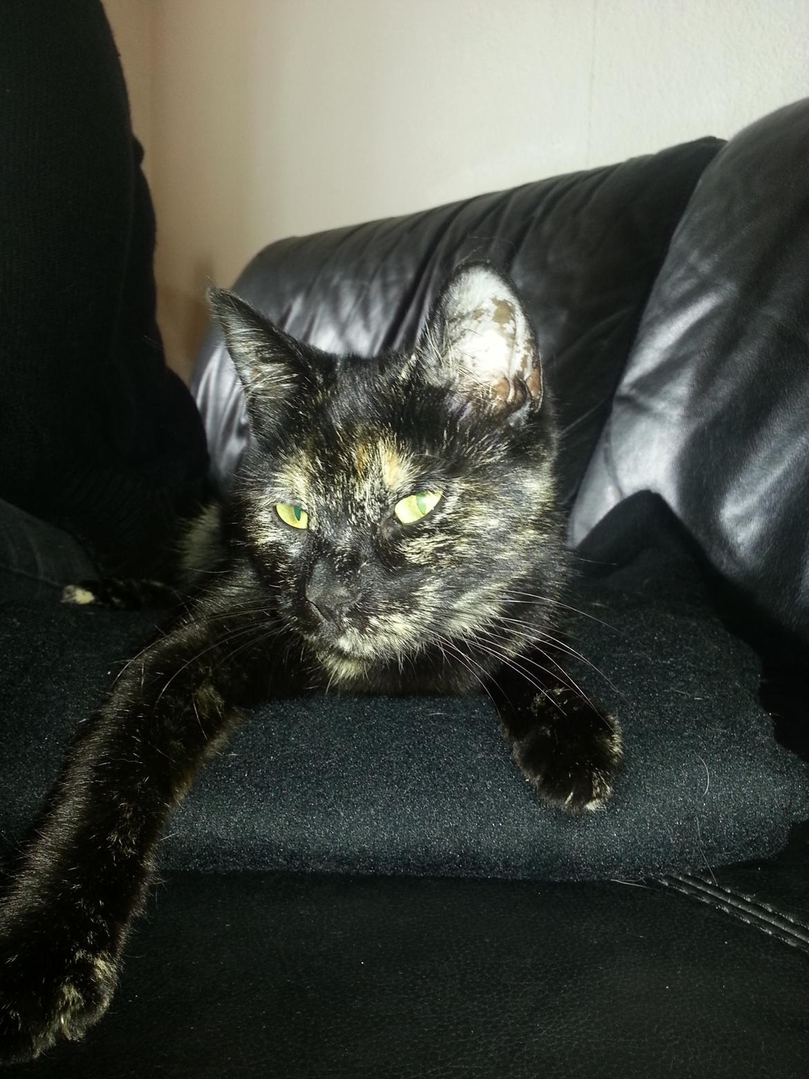 Blanding af racer Lysti billede 1