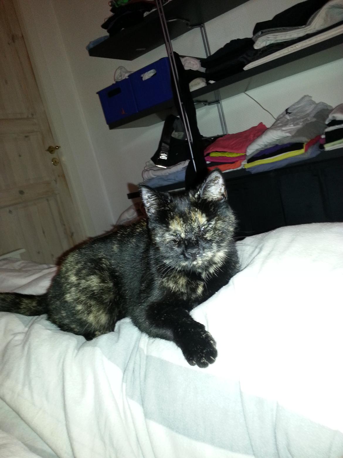 Blanding af racer Lysti billede 8