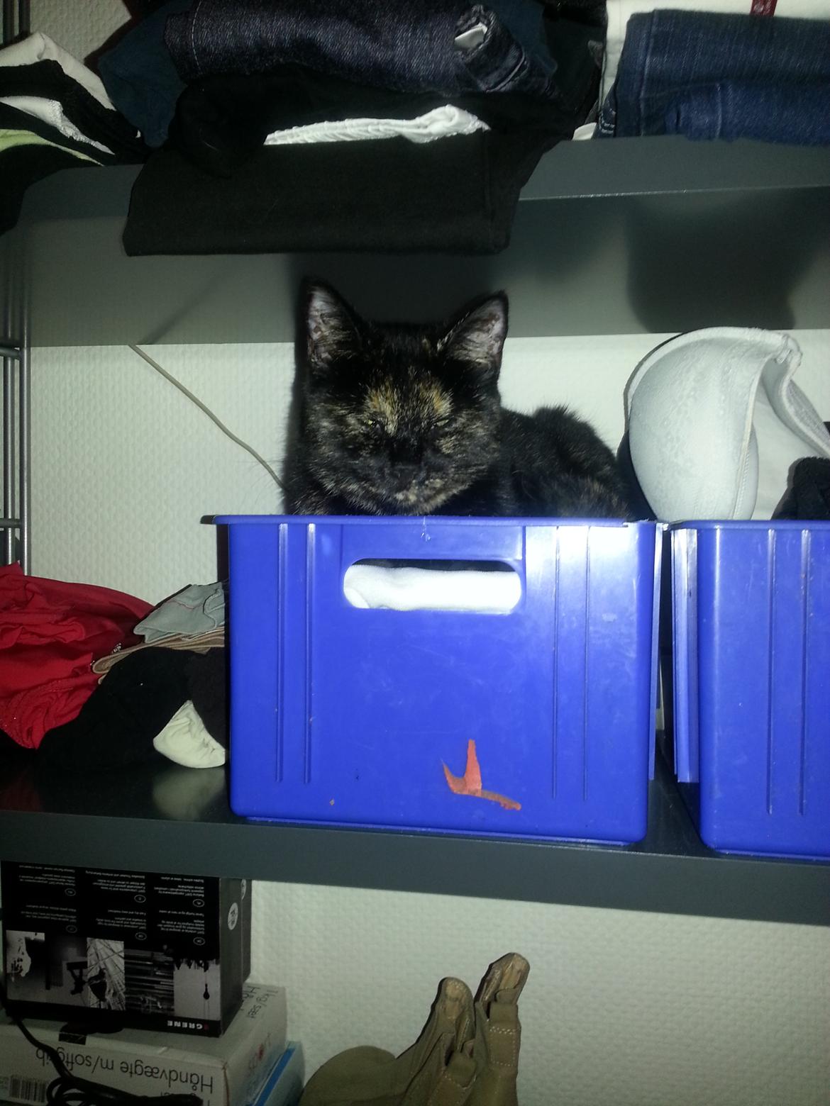 Blanding af racer Lysti billede 9