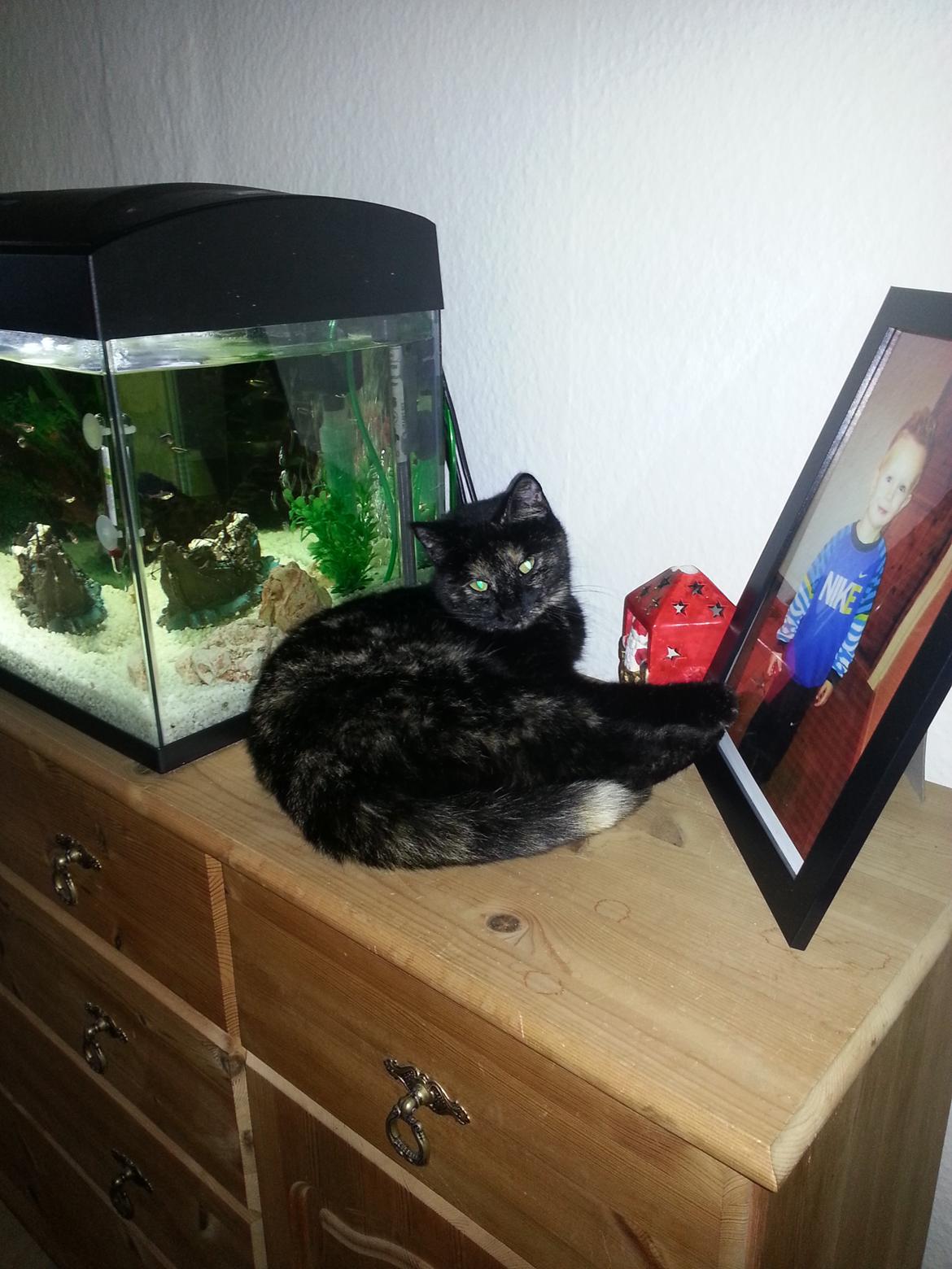 Blanding af racer Lysti billede 10