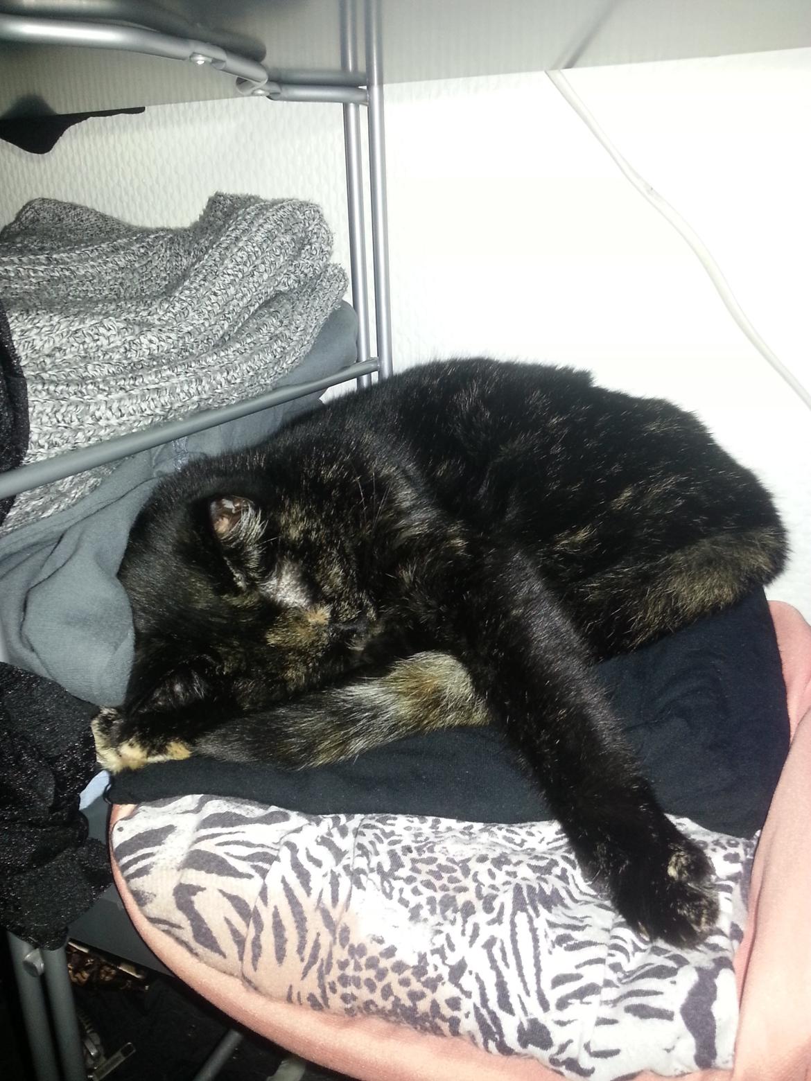 Blanding af racer Lysti billede 11