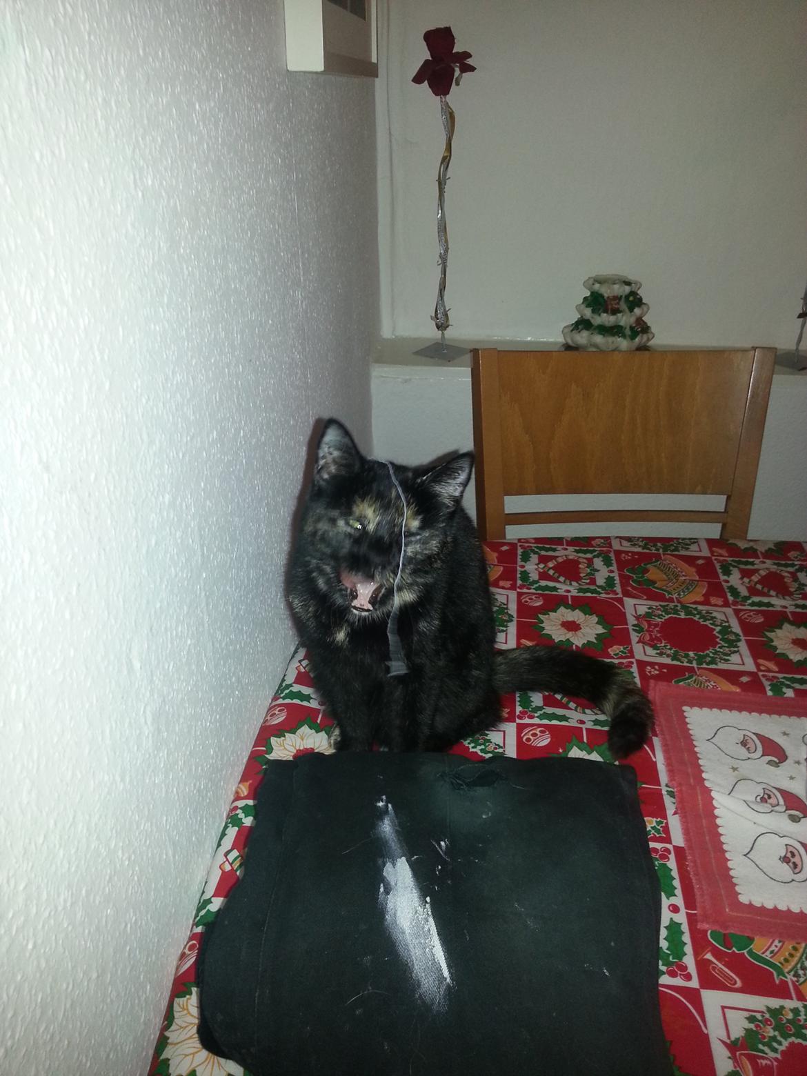 Blanding af racer Lysti billede 12