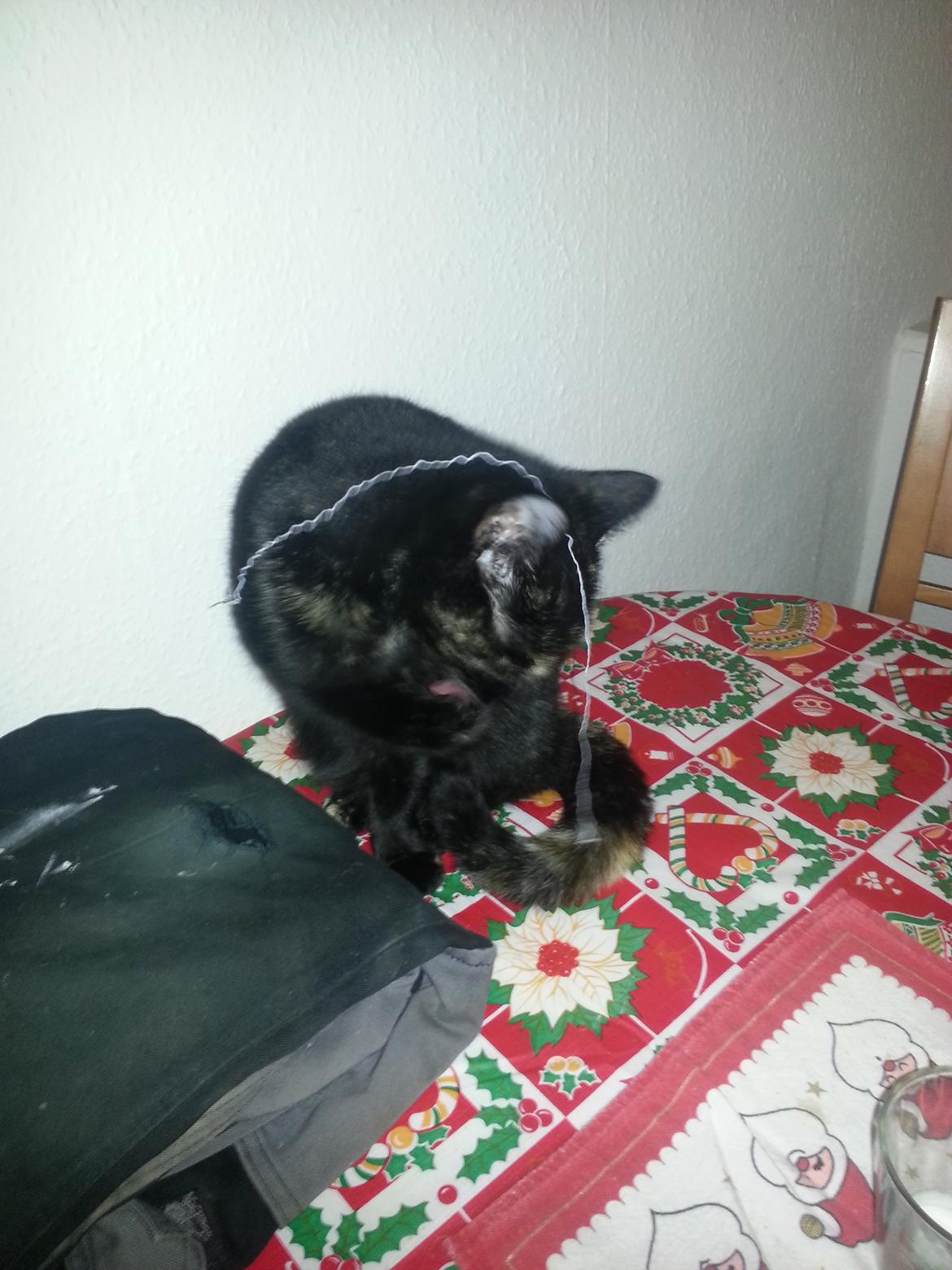 Blanding af racer Lysti billede 13