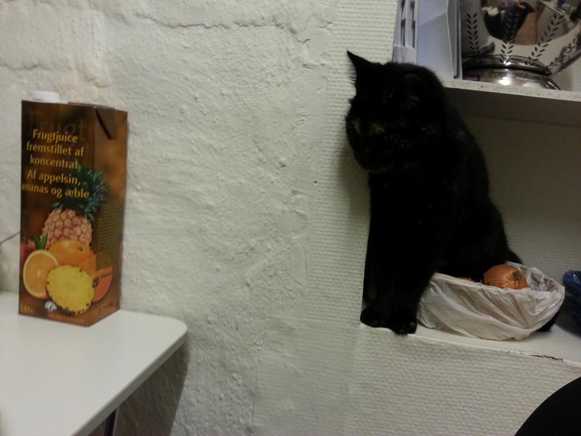 Blanding af racer Lysti billede 14