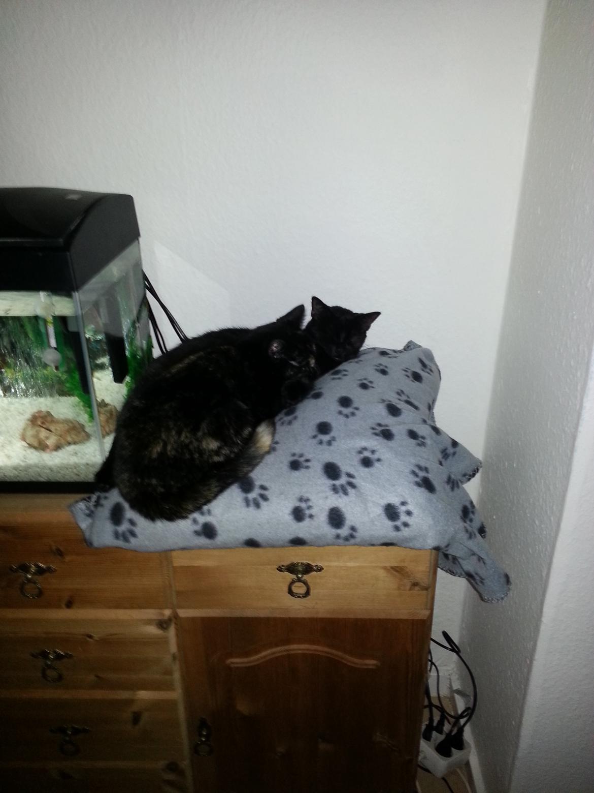 Blanding af racer Lysti billede 15