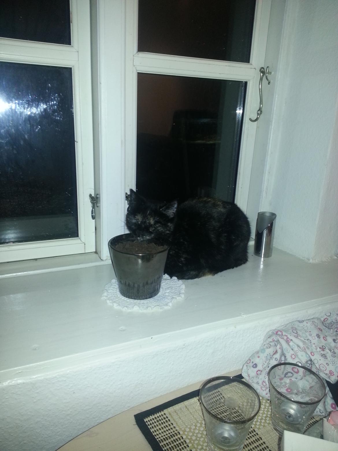 Blanding af racer Lysti billede 16