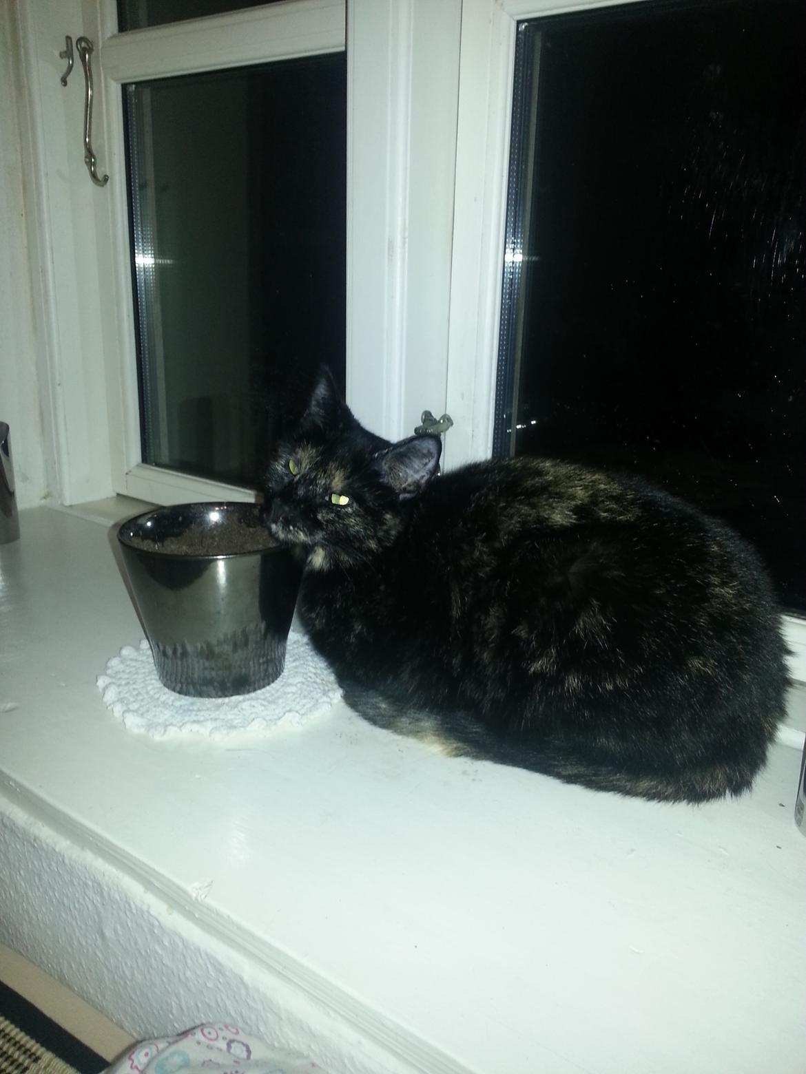 Blanding af racer Lysti billede 17