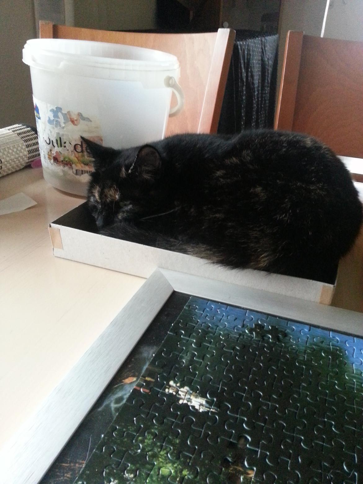 Blanding af racer Lysti billede 18