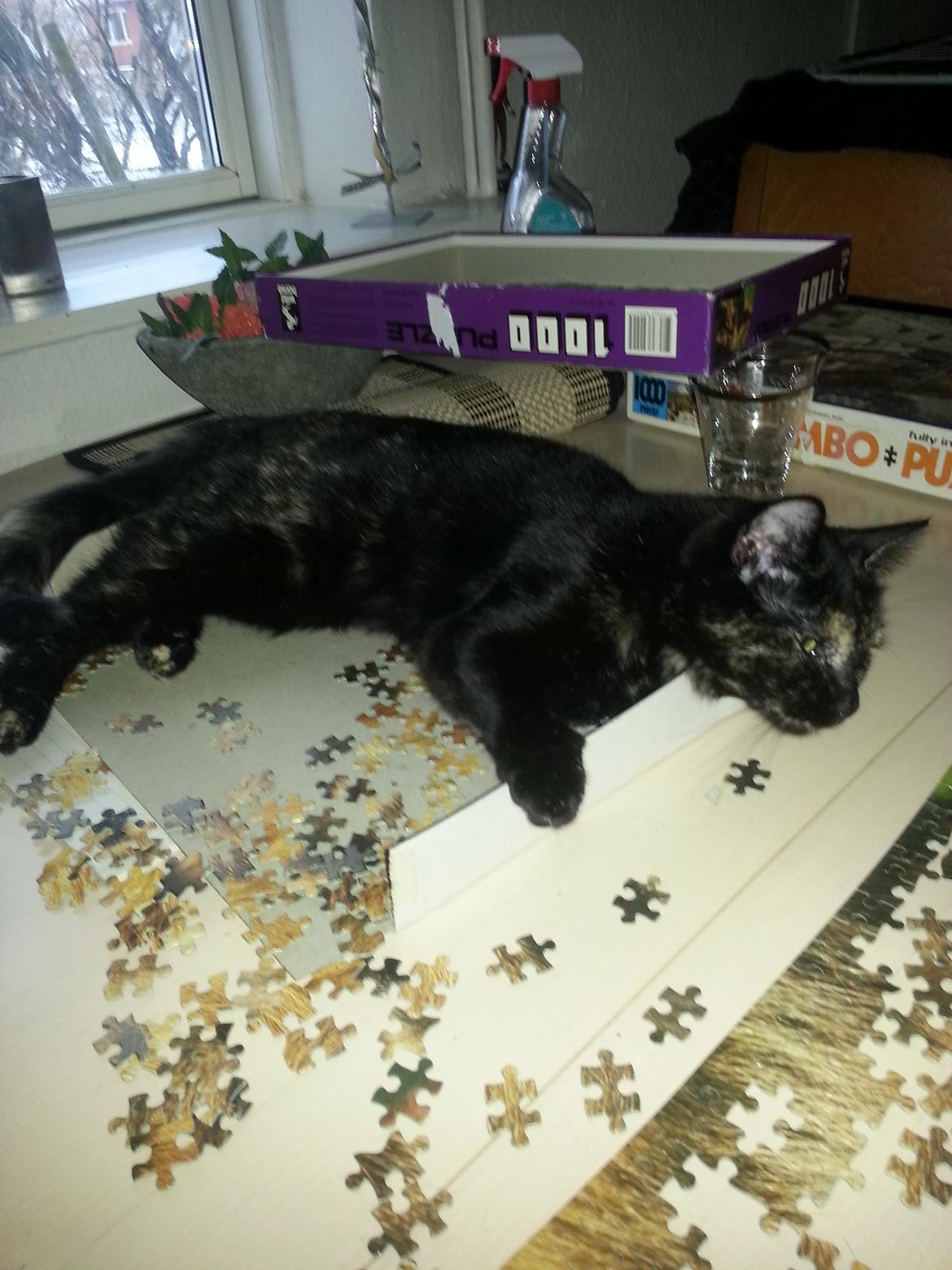 Blanding af racer Lysti billede 19