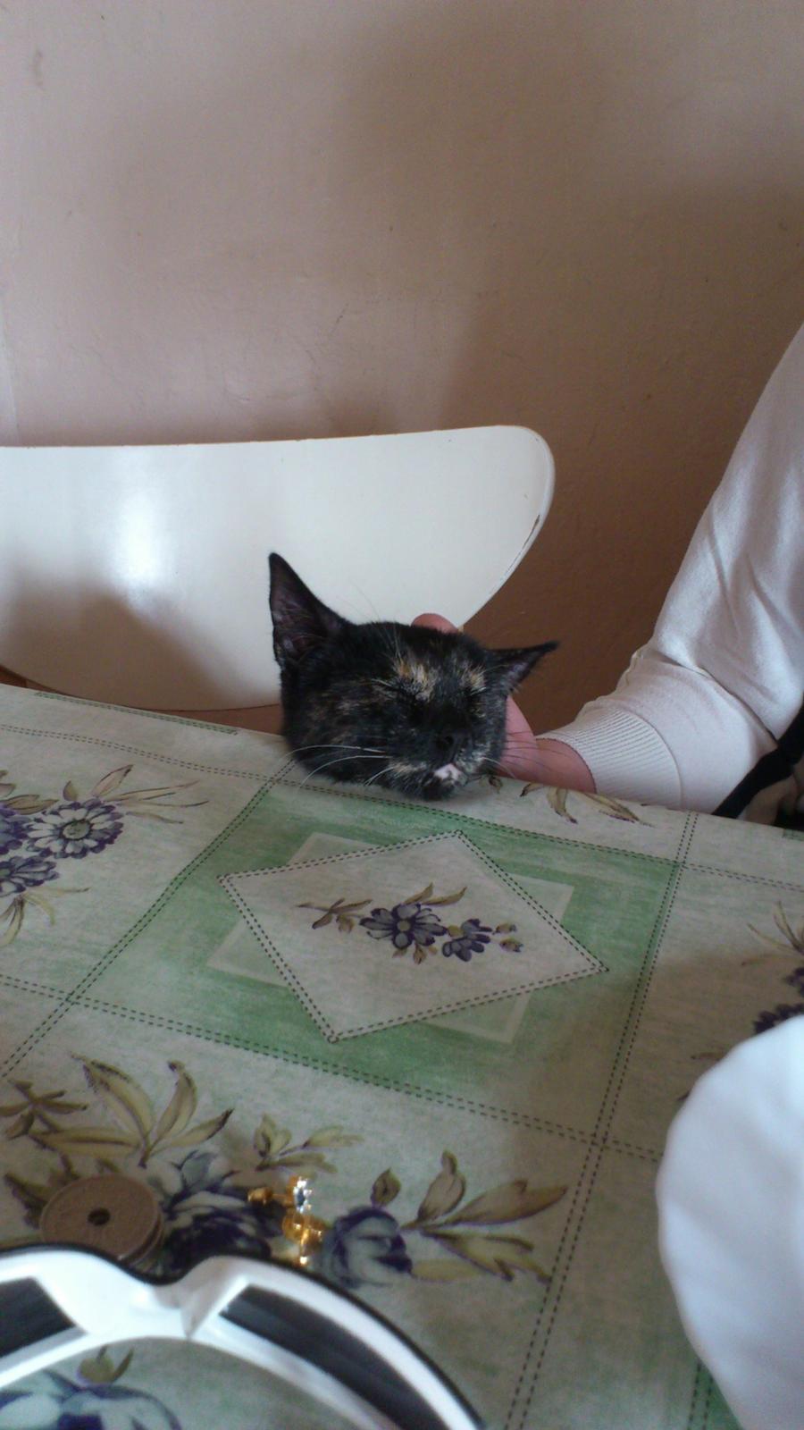 Blanding af racer Lysti billede 2