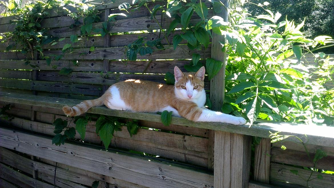 Huskat Felix (himmel kat)  billede 1