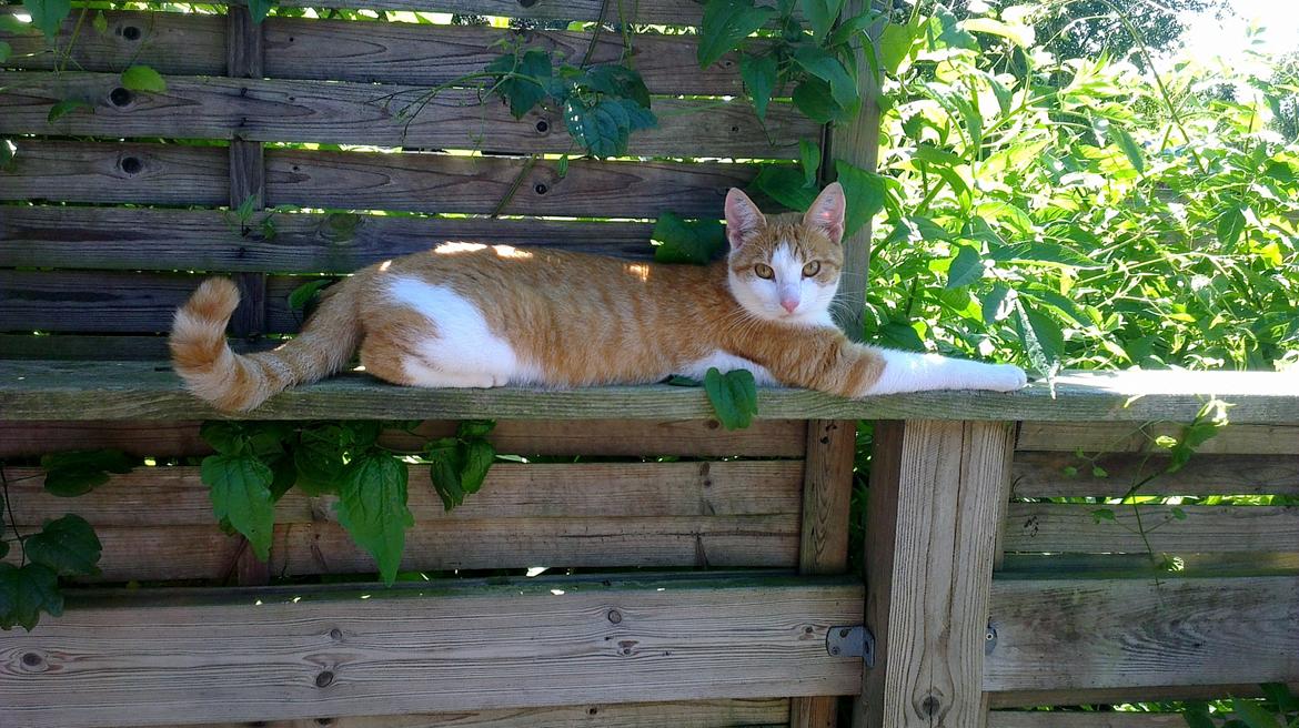 Huskat Felix (himmel kat)  billede 2