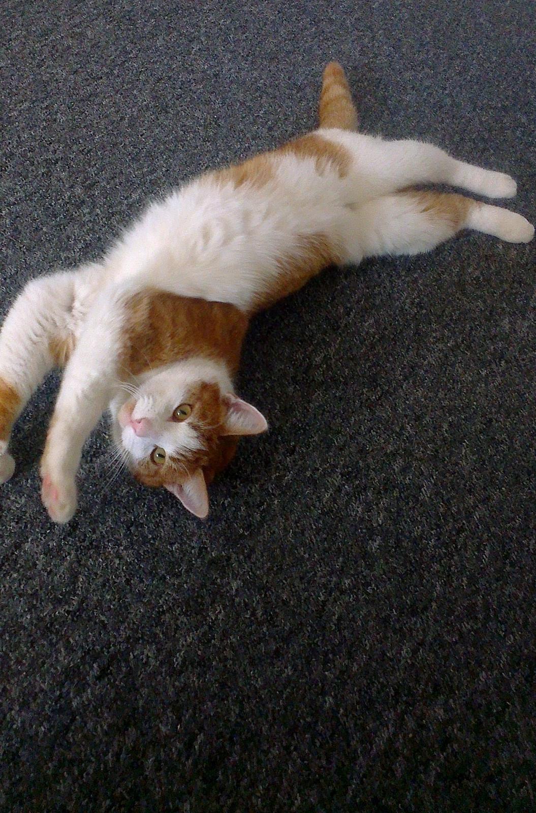 Huskat Felix (himmel kat)  billede 3