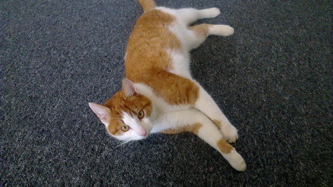 Huskat Felix (himmel kat)  billede 4