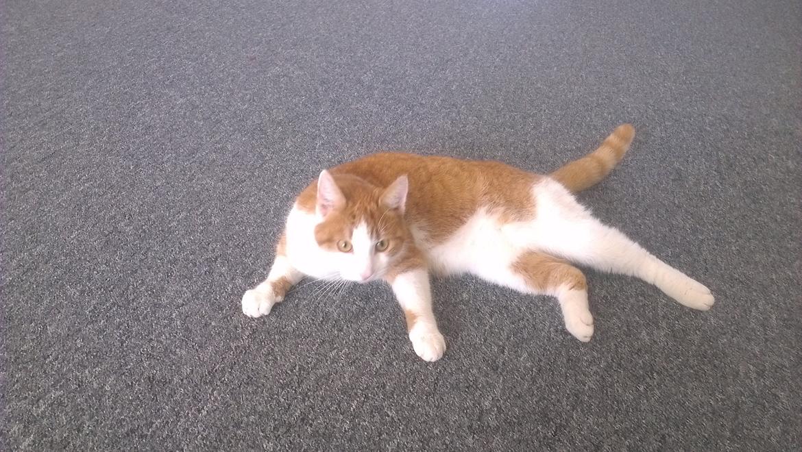 Huskat Felix (himmel kat)  billede 5