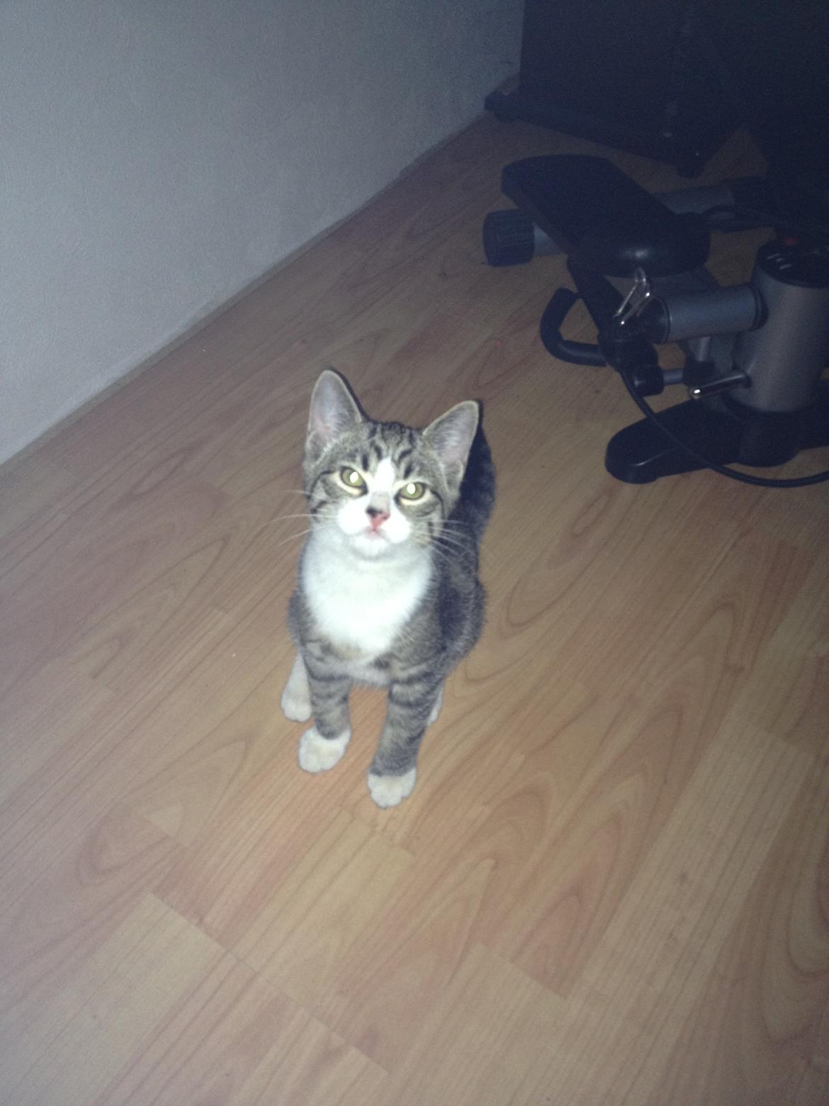 Huskat futte billede 2