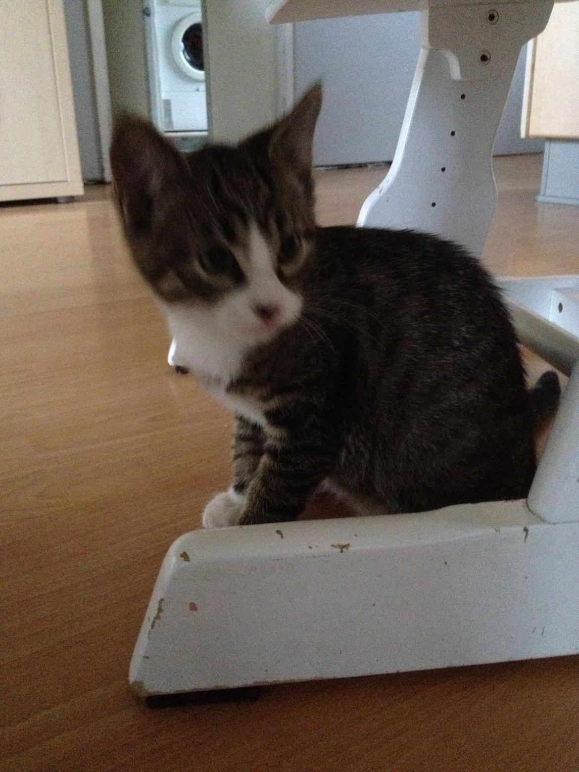 Huskat futte billede 3