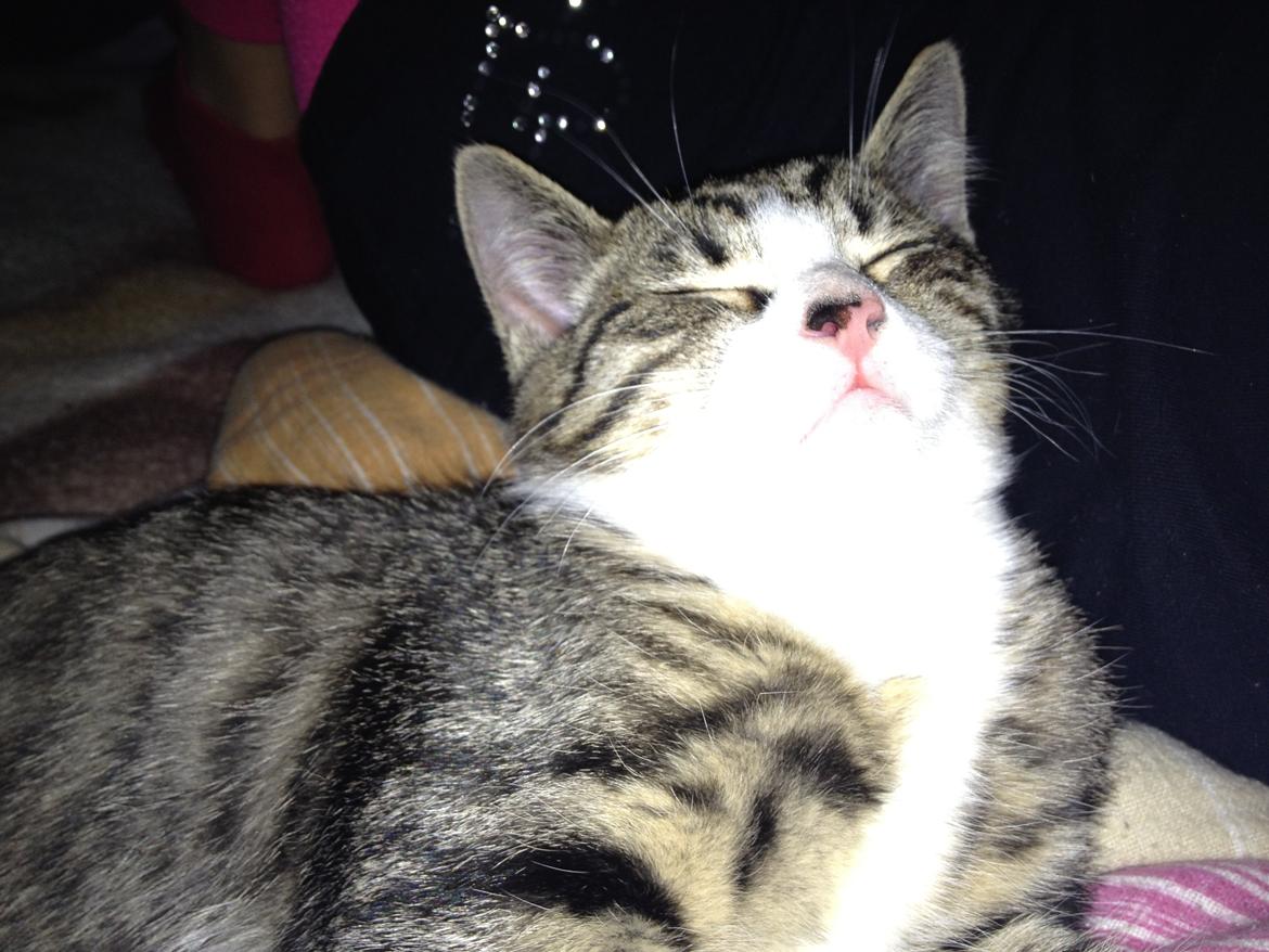 Huskat futte billede 4