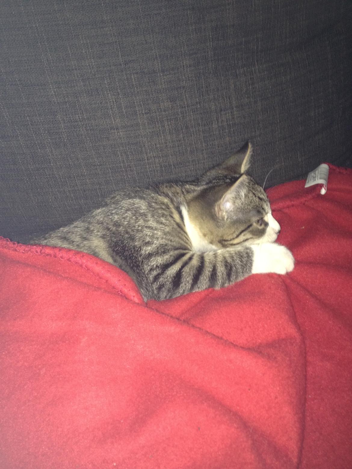 Huskat futte billede 5