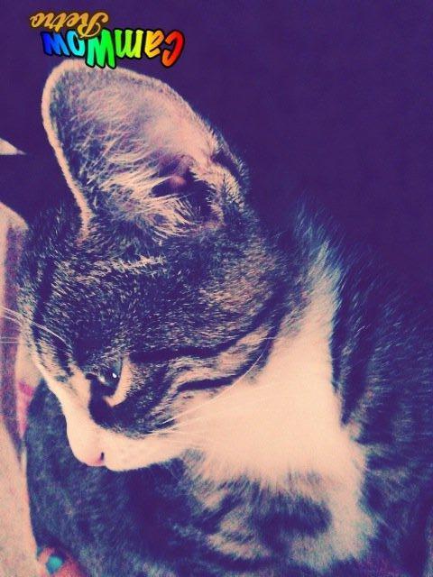 Huskat futte billede 6