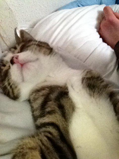 Huskat futte billede 7