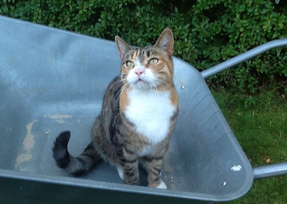 Huskat Mille billede 1