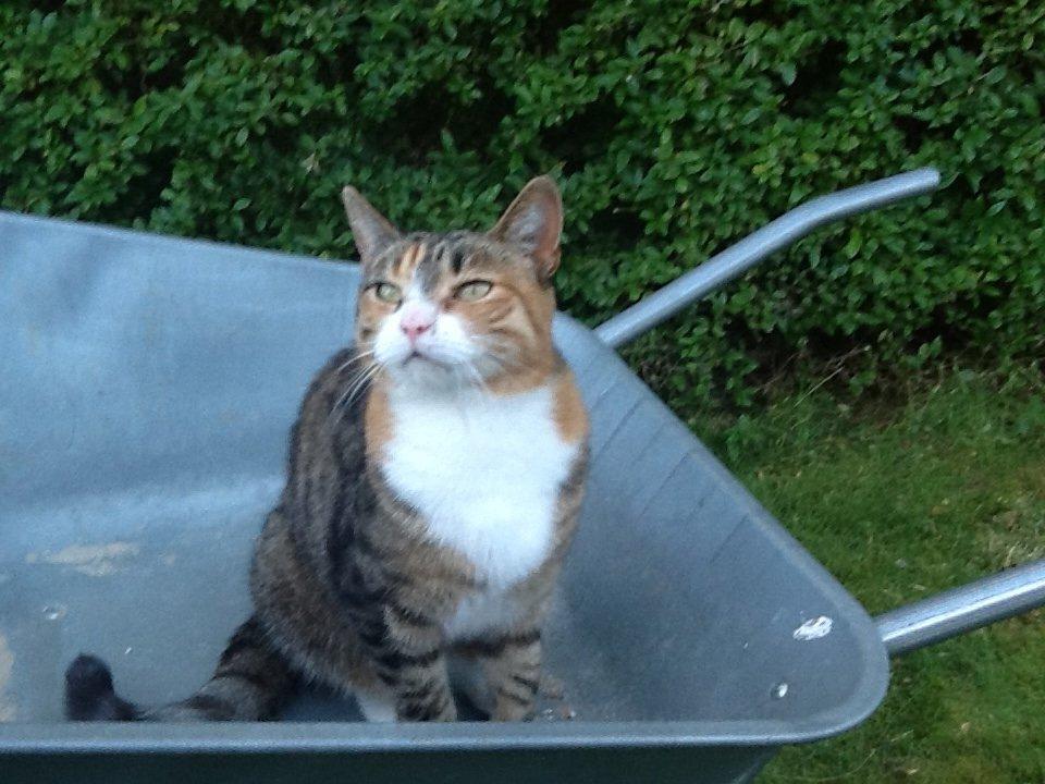 Huskat Mille billede 2