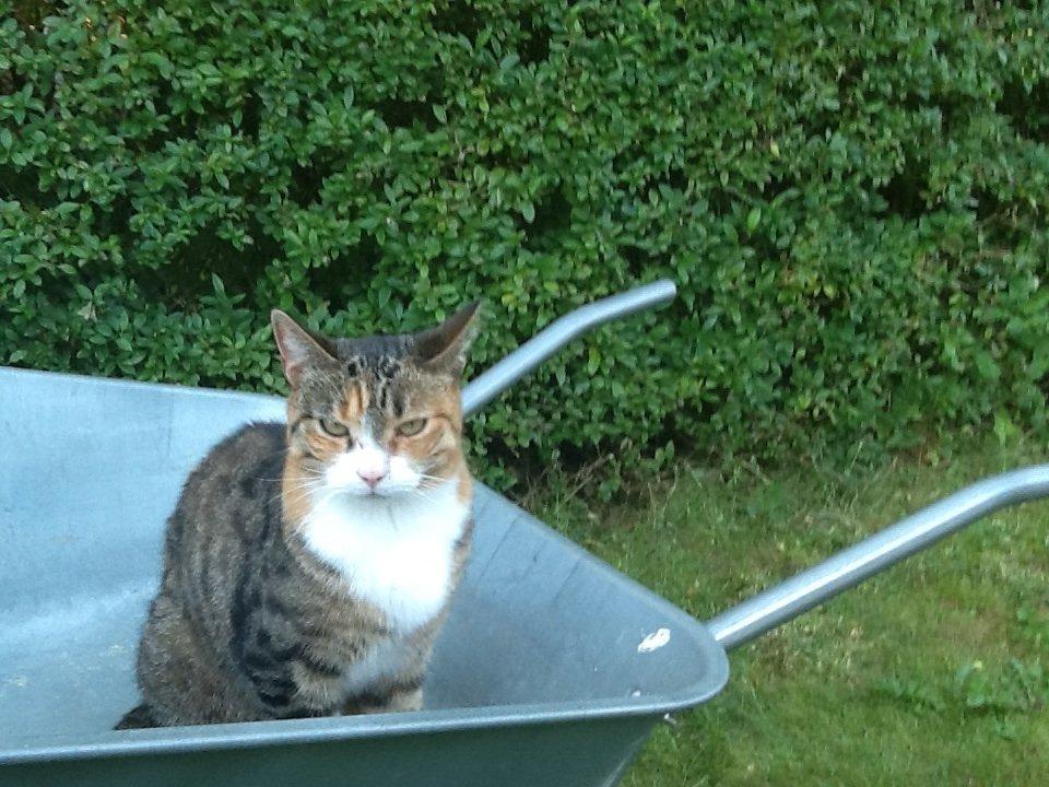 Huskat Mille billede 3