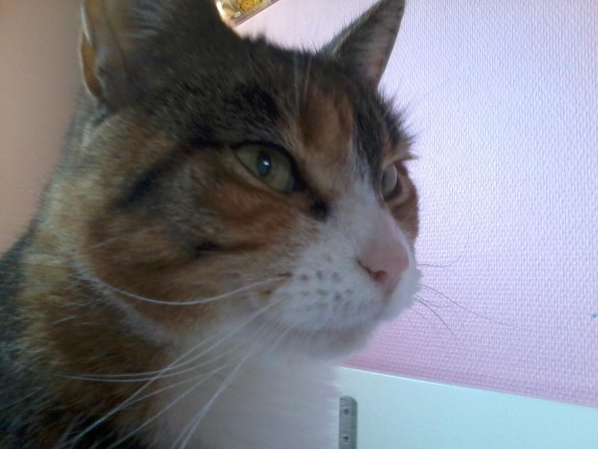 Huskat Mille billede 4