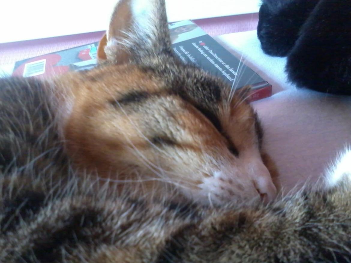 Huskat Mille billede 5