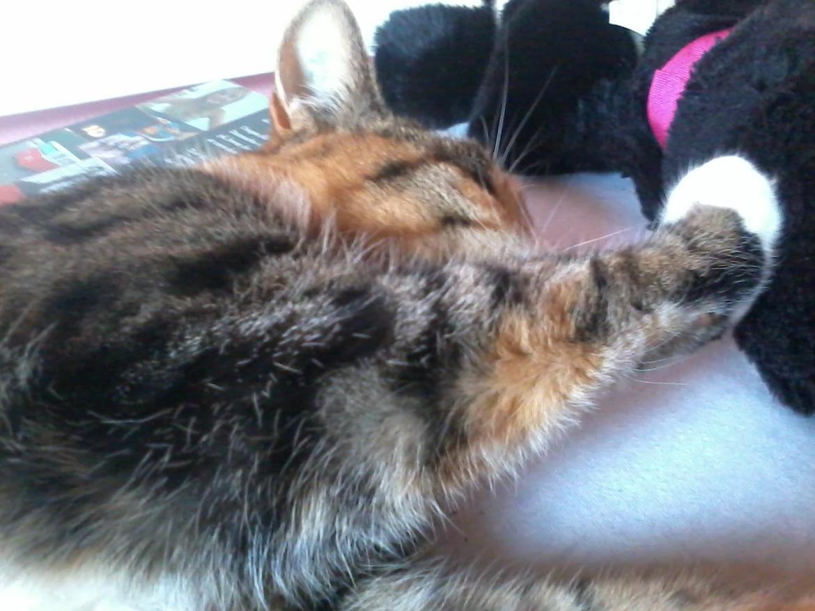 Huskat Mille billede 6