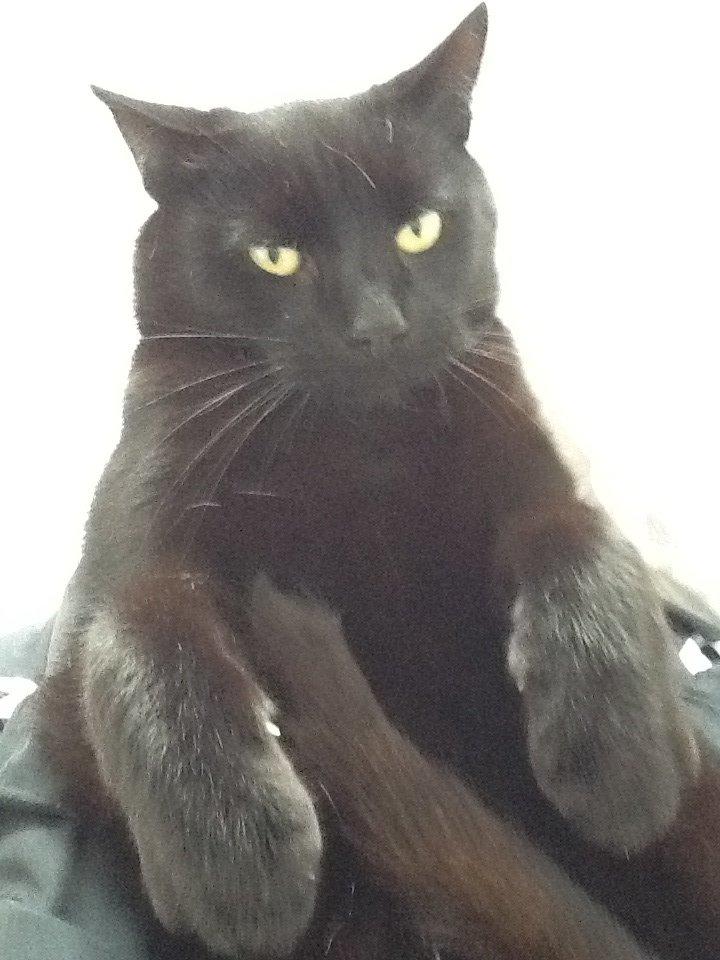 Huskat Louie billede 1