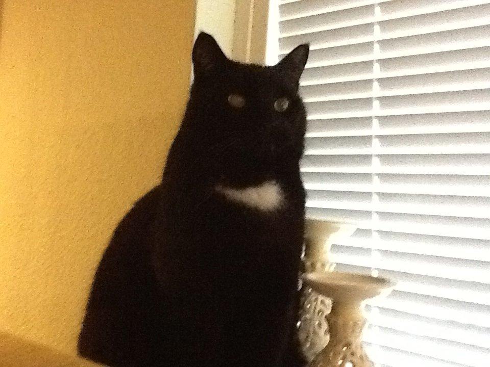 Huskat Louie billede 2