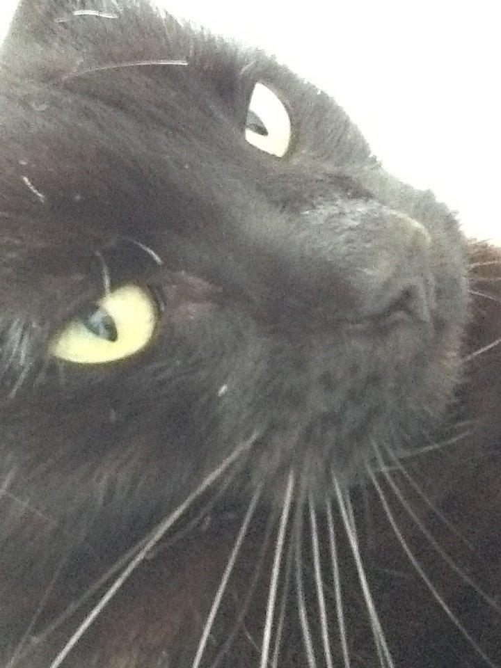 Huskat Louie billede 4