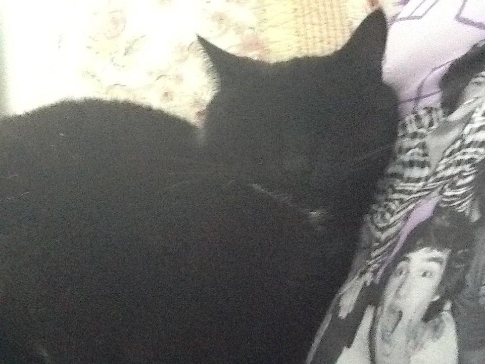 Huskat Louie billede 3