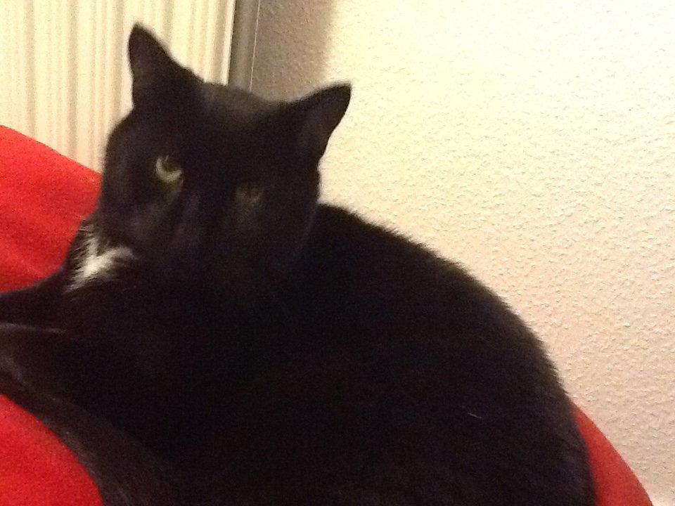 Huskat Louie billede 5