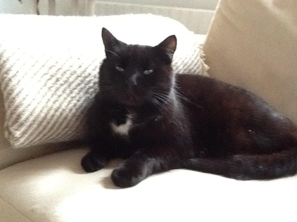 Huskat Louie billede 6