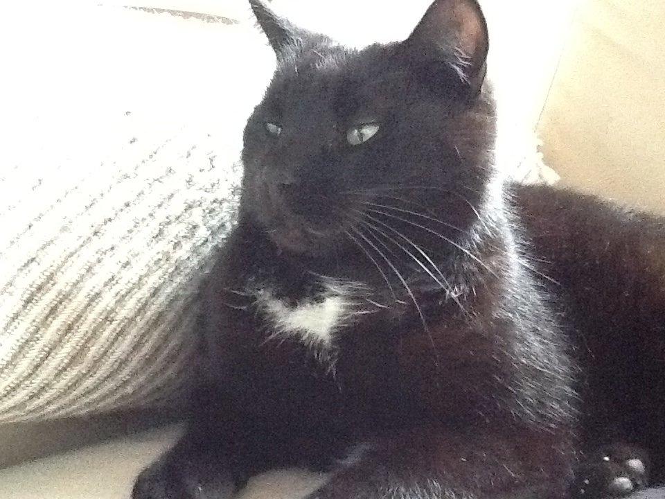 Huskat Louie billede 7