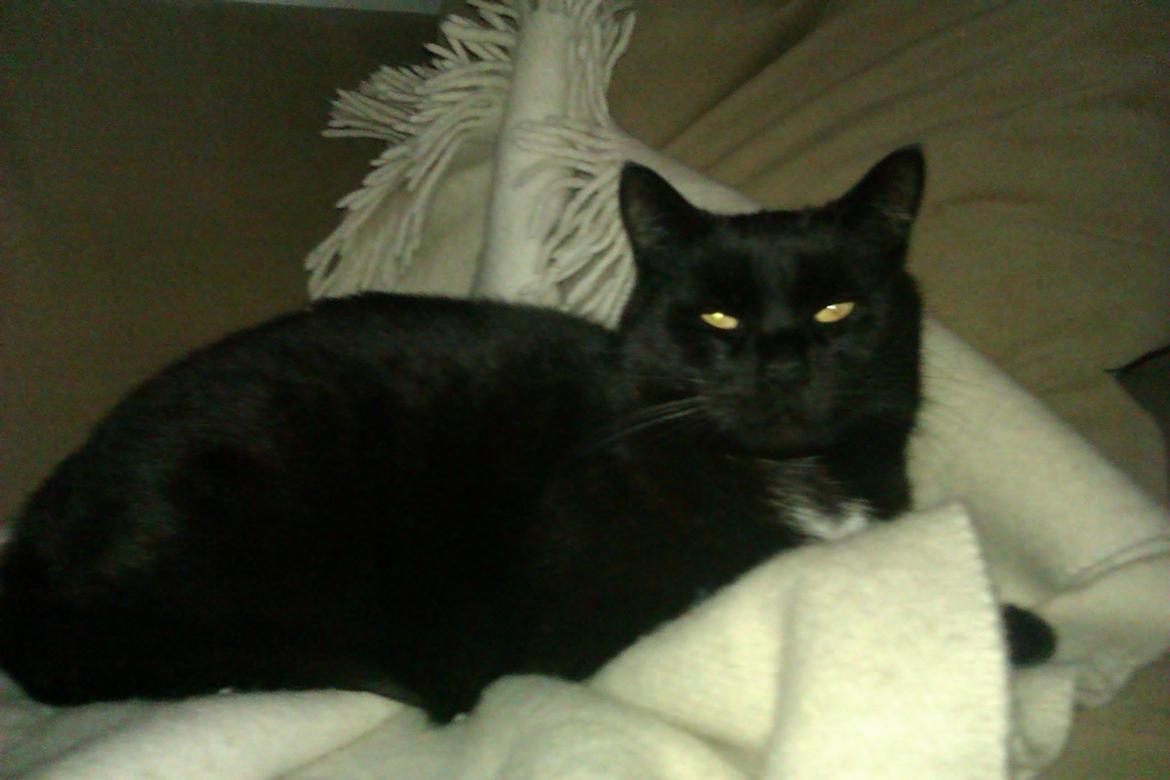 Huskat Louie billede 9