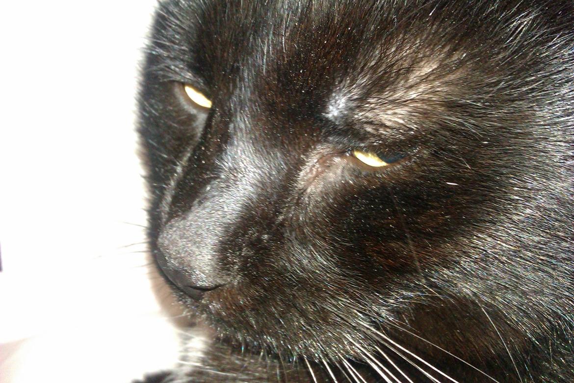 Huskat Louie billede 8