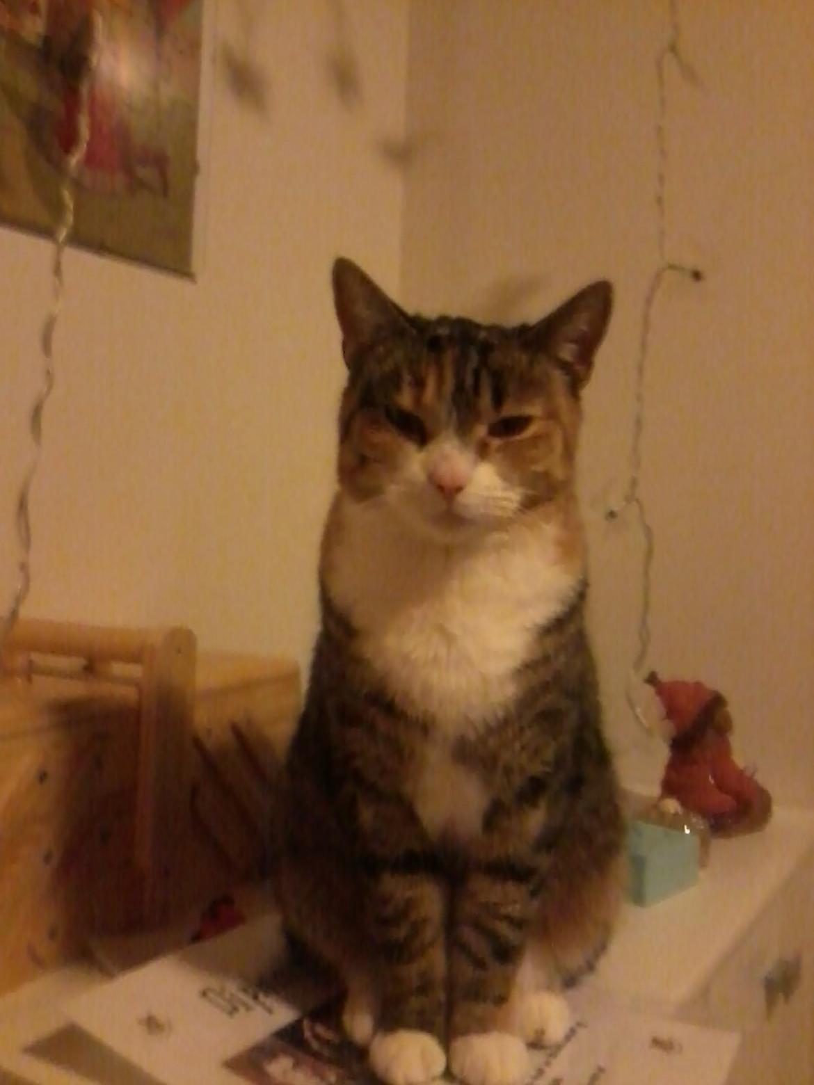 Huskat Mille billede 7