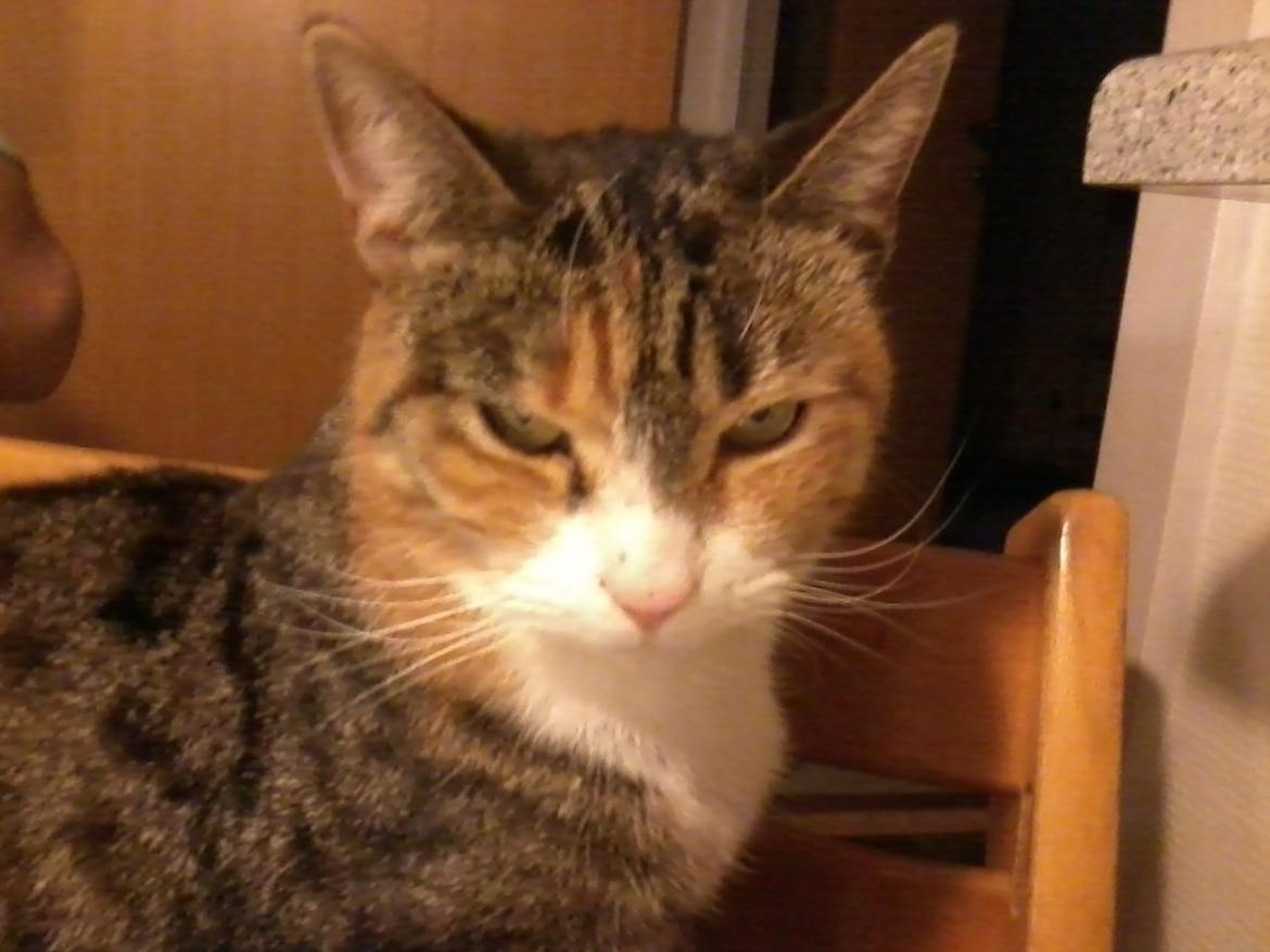 Huskat Mille billede 8