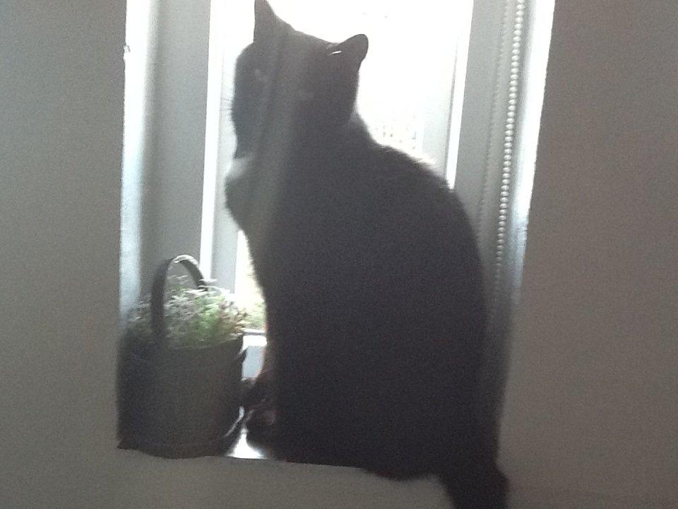 Huskat Louie billede 10