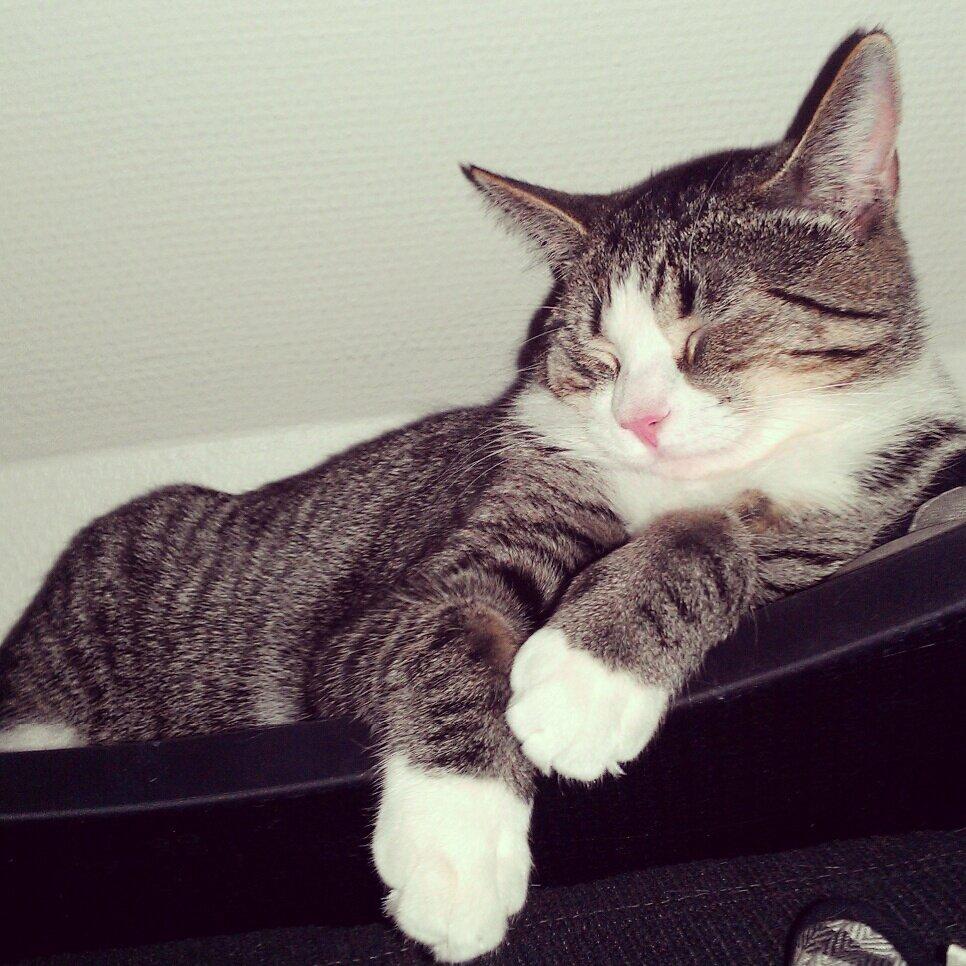 Huskat Freja billede 3