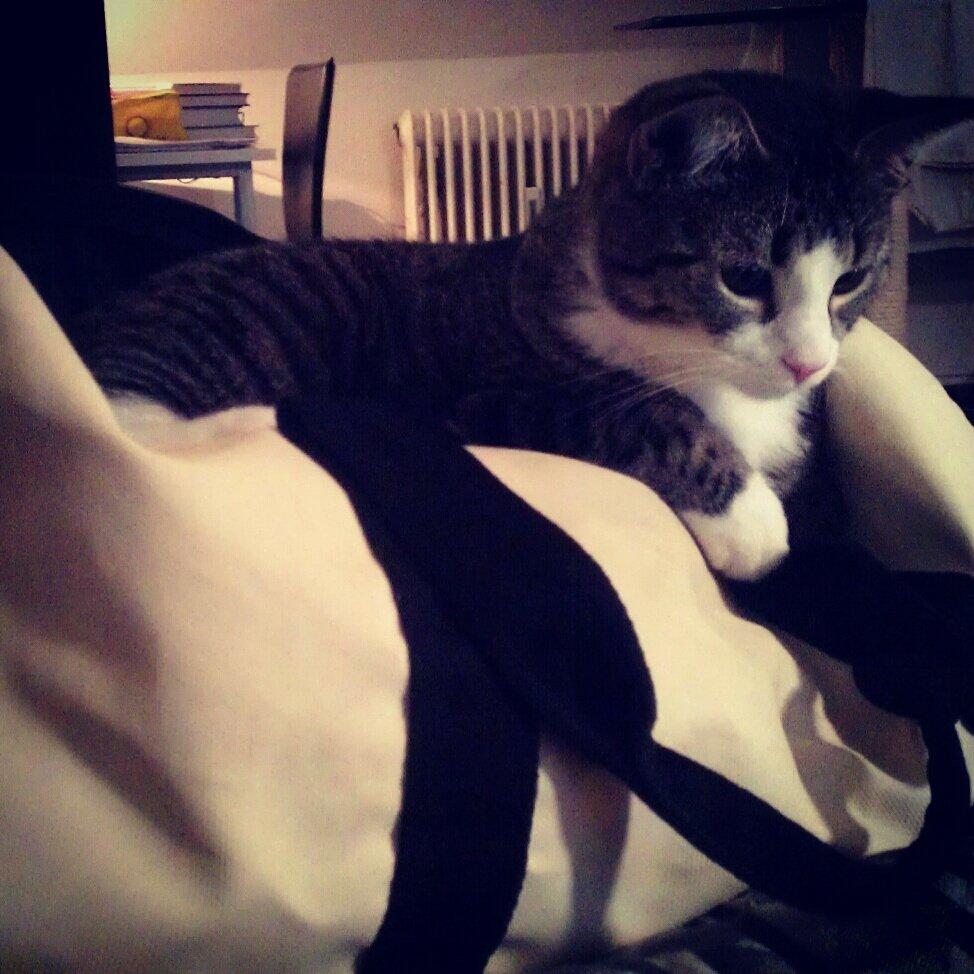 Huskat Freja billede 20