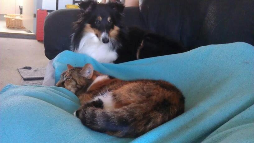 Huskat Trica *R.I.P 22/05/2013* - Men hendes nye bror Chester, blir os god :-P billede 9