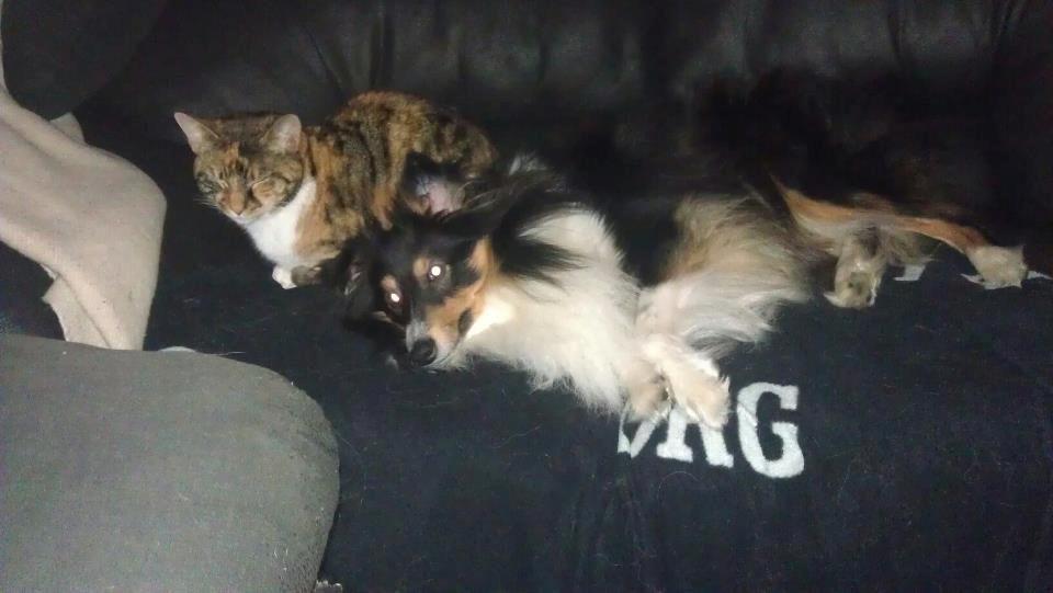 Huskat Trica *R.I.P 22/05/2013* - de er bare "so" close ;) billede 10