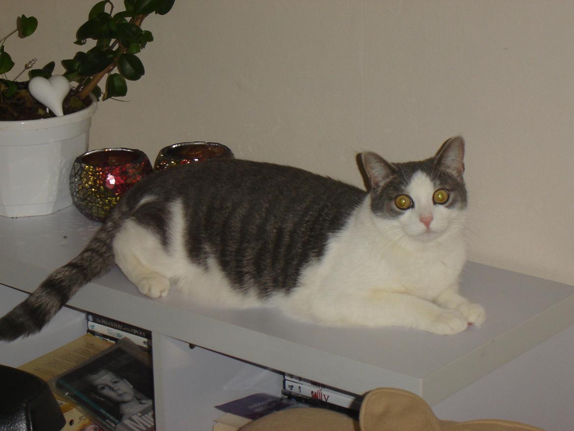 Huskat Chili billede 1